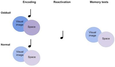 Improving memory for unusual events with wakeful reactivation